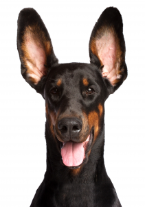 Listening dog